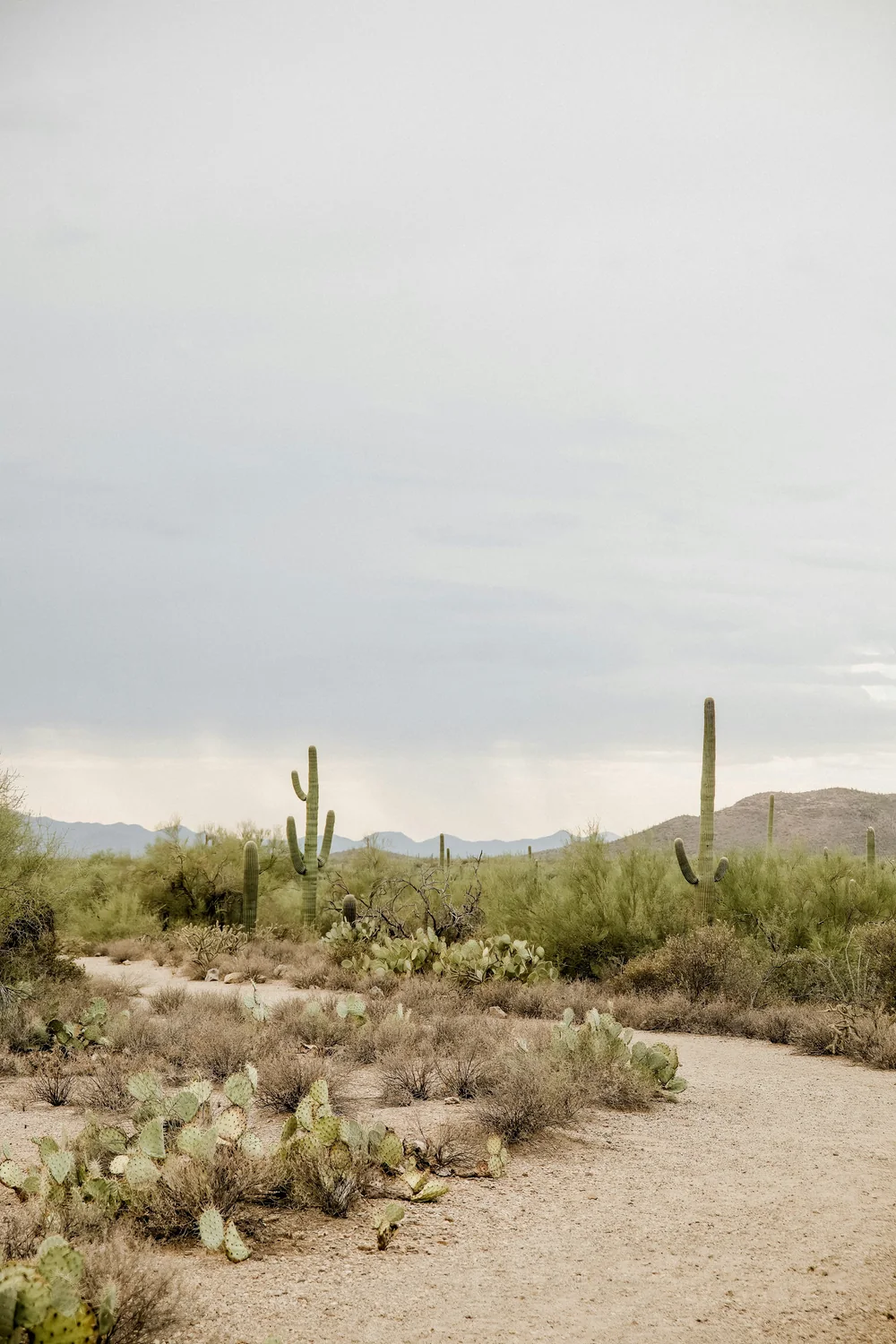 Saguaros in Tucson Mountain Park near Gates Pass, Arizona